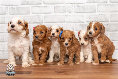Do Cavapoo Dogs Bark
