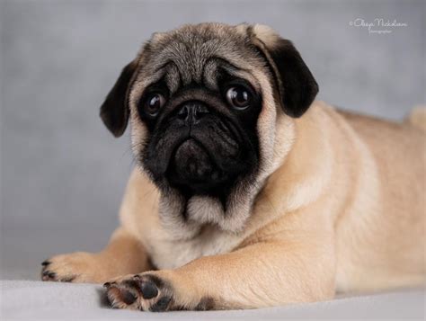 щенки puppies