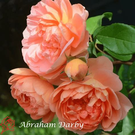 Abraham Derbi (Abraham Darby®) U SAKSIJI - Rasadnik Ševar