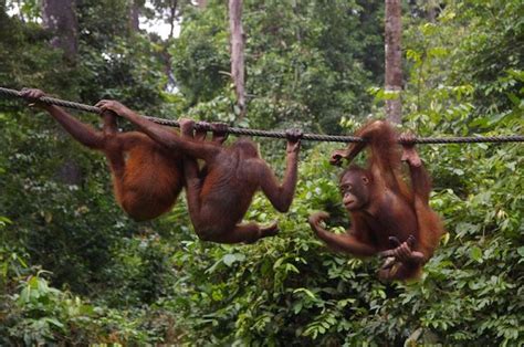 Where to Find the Best Wildlife in Southeast Asia - Days to Come