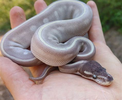 purple passion ball python  olympian exotics morphmarket