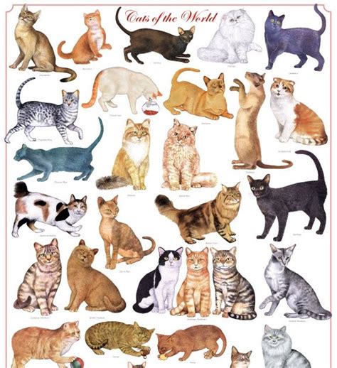 Jenis - Jenis Ras Kucing di Dunia | Pussy Meong Cat World