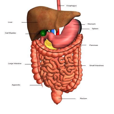 the human digestive system labeled - ModernHeal.com