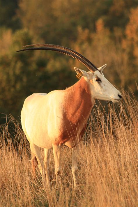 Definitive Guide To Scimitar-horned Oryx Facts, Habitat, Conservation