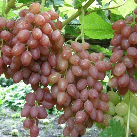 Купить саженцы Виноград Кишмиш лучистый в питомнике. Описание сорта ...