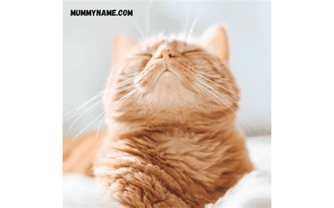 210+ Best Disney Cat Names For Your Adorable New Kitty - Mummy Name