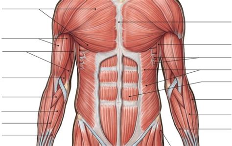 abdominal muscles diagram Diagram | Quizlet
