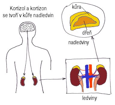 Kortizol a kortison :: www.reikihealing.cz