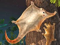 Flying Mammals