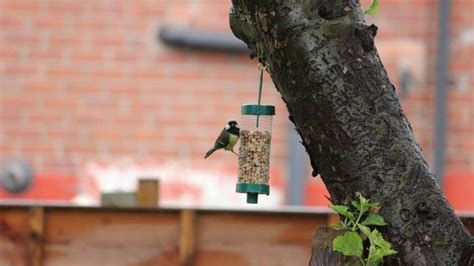 how long does it take birds to find a feeder