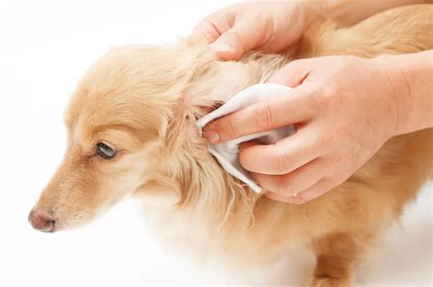 how to clean dog ears hydrogen peroxide