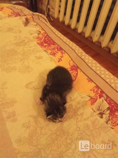 Буду отдавать котят в Ревде