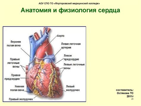 Анатомия и физиология сердца - презентация онлайн