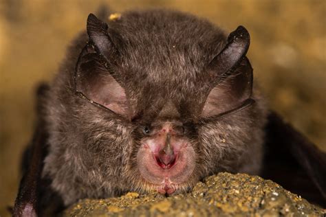 Bat facts - Protect the Wild
