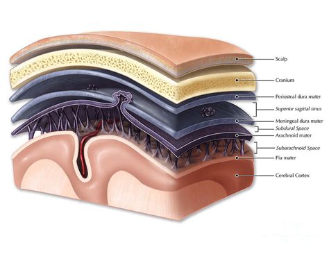 Layers Of Meninges Photograph by Evan Oto - Fine Art America