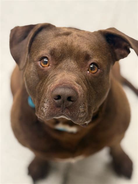Dog Coughing After Playing Outside? Causes & Vet Advice