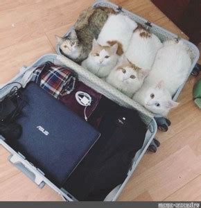 Создать мем "кошка, чемодан, кошка с чемоданом" - Картинки - Meme ...