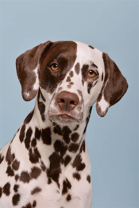 *Lina* Foto & Bild | tiere, haustiere, hunde Bilder auf fotocommunity