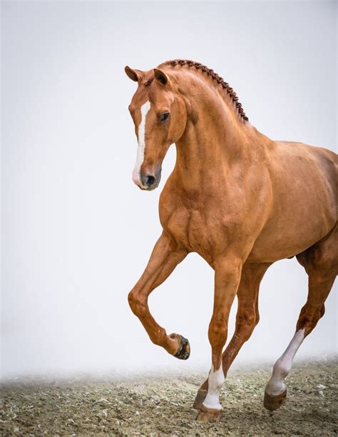 Comilfo Plus Z - WellGrove Breeders