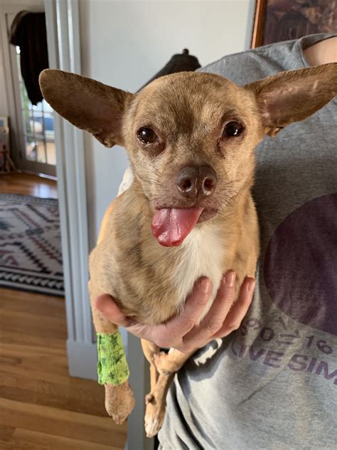 Dental work drugs. : r/PetAfterVet