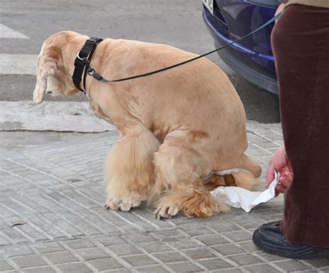 Dog pooping — Stock Photo © CarlosJuna #29497189