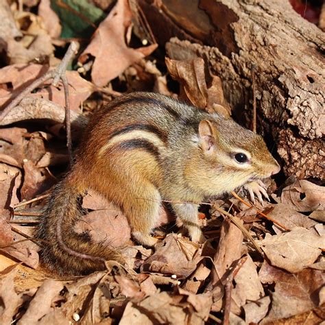 Chipmunk Eastern Rodent - Free photo on Pixabay - Pixabay