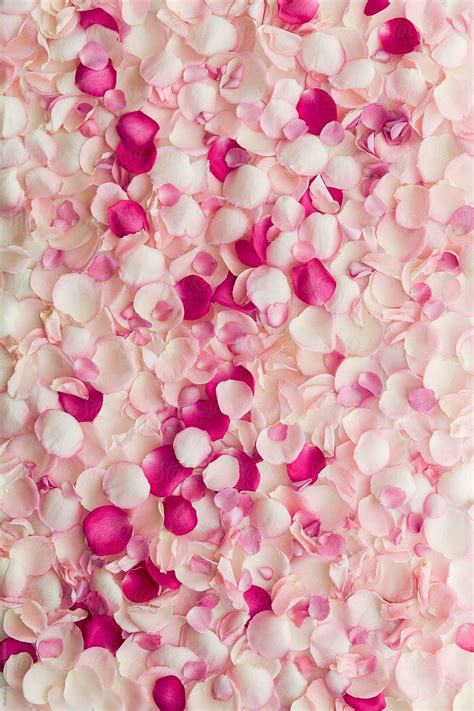 Rose Petals Wallpapers - Top Free Rose Petals Backgrounds - WallpaperAccess