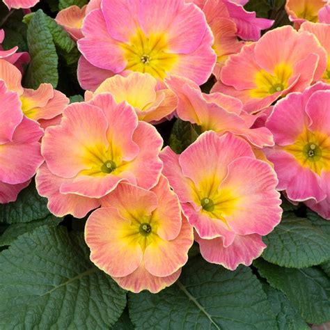 Buy primrose Primula 'Chameleon': Delivery by Waitrose Garden
