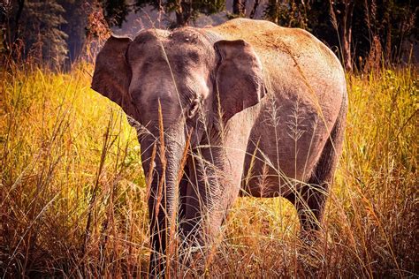 Jim Corbett Elephant Safari: An Astounding Ride