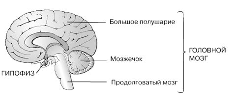 ГИПОФИЗ | Энциклопедия Кругосвет