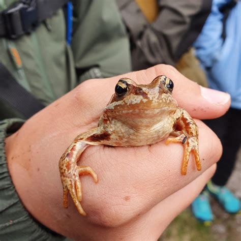 Frog : Amphibians