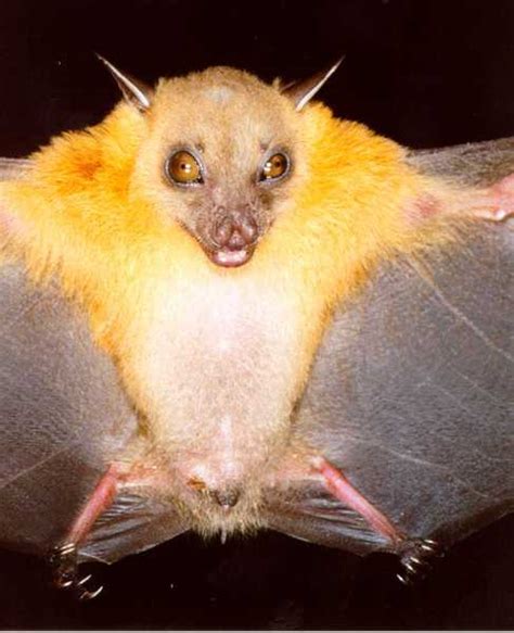Tube Nosed Fruit Bat