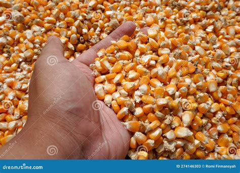 close   hand holding sun dried corn kernels stock image image