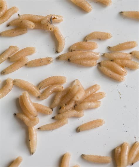 maggots at home 1