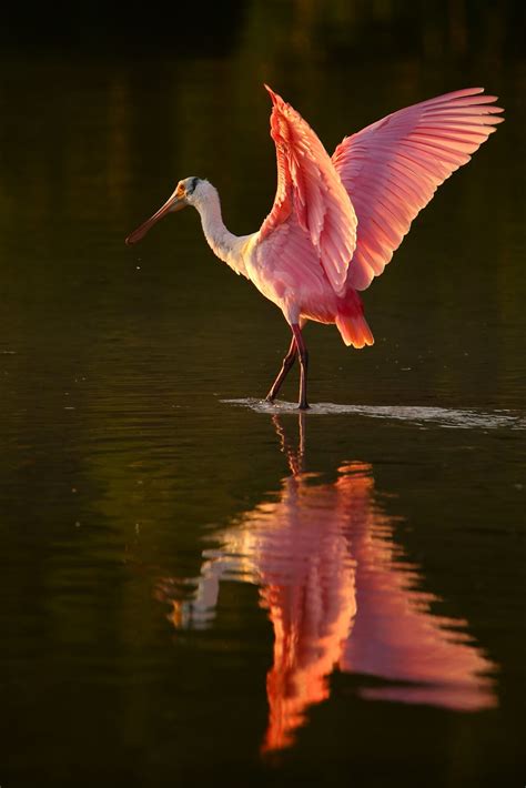 Exotic Wildlife & Nature Photography Tours - Don Mammoser Photo Tours