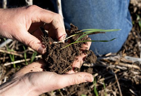 soil analysis soil testing nutrien ag solutions