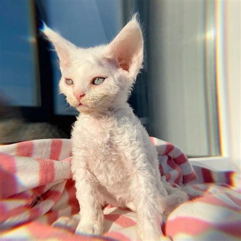 Olga Kirilovskikh on Instagram: “💙 Губи меня своей губою, Лобзай меня ...