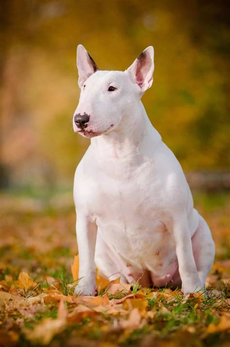 Bull Terrier Dog Breed: Profile, Personality, Facts
