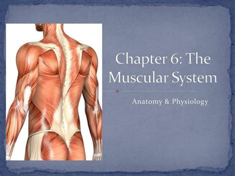 Chapter 6 The Muscular System - canvas-valley