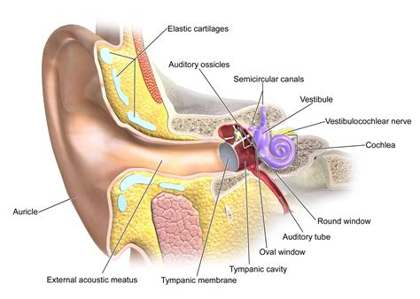 How The Ear Works | Durham Hearing Specialists