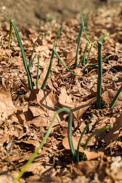 Growing Onions Over Winter (in NYC) - Brooklyn Farm Girl
