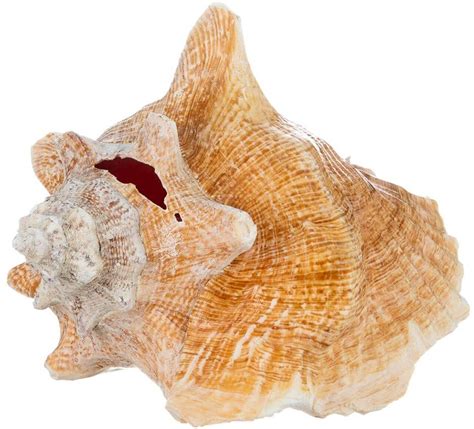 conch seashell   imperfect conch  garden quality conch shell
