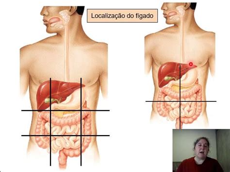 Onde Localiza Se O Figado - Localizacao Do Figado Humano No Corpo