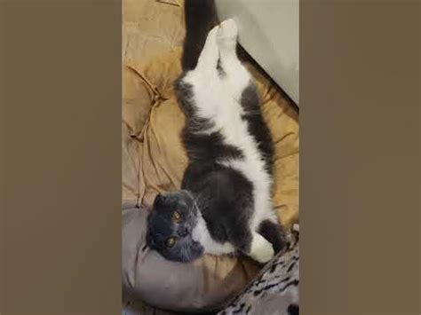 Привет, Радость моя 🐱! - YouTube