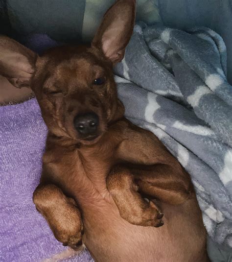 My handsome baby. Min pin & Chihuahua Mix ️ 11 years young. : r/minpin