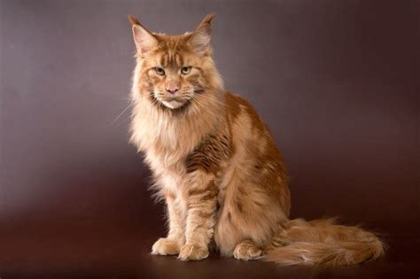 10 Most Popular Brown Cat Breeds - Cats.com