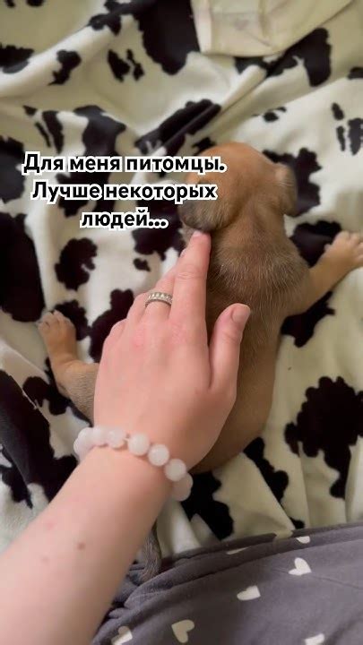 Что такое счастье? Это ты 😘 Бурбон предлагается 🔠 #американскийбулли # ...