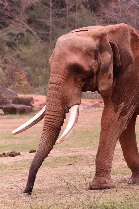 An African Elephant Loxodonta Africana at the North Carolina Zoo Stock ...