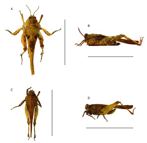fig   checklist  taxonomic updates  grasshoppers orthoptera