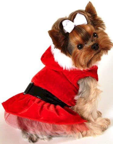 13 Super Cute Animals All Dressed Up For Christmas